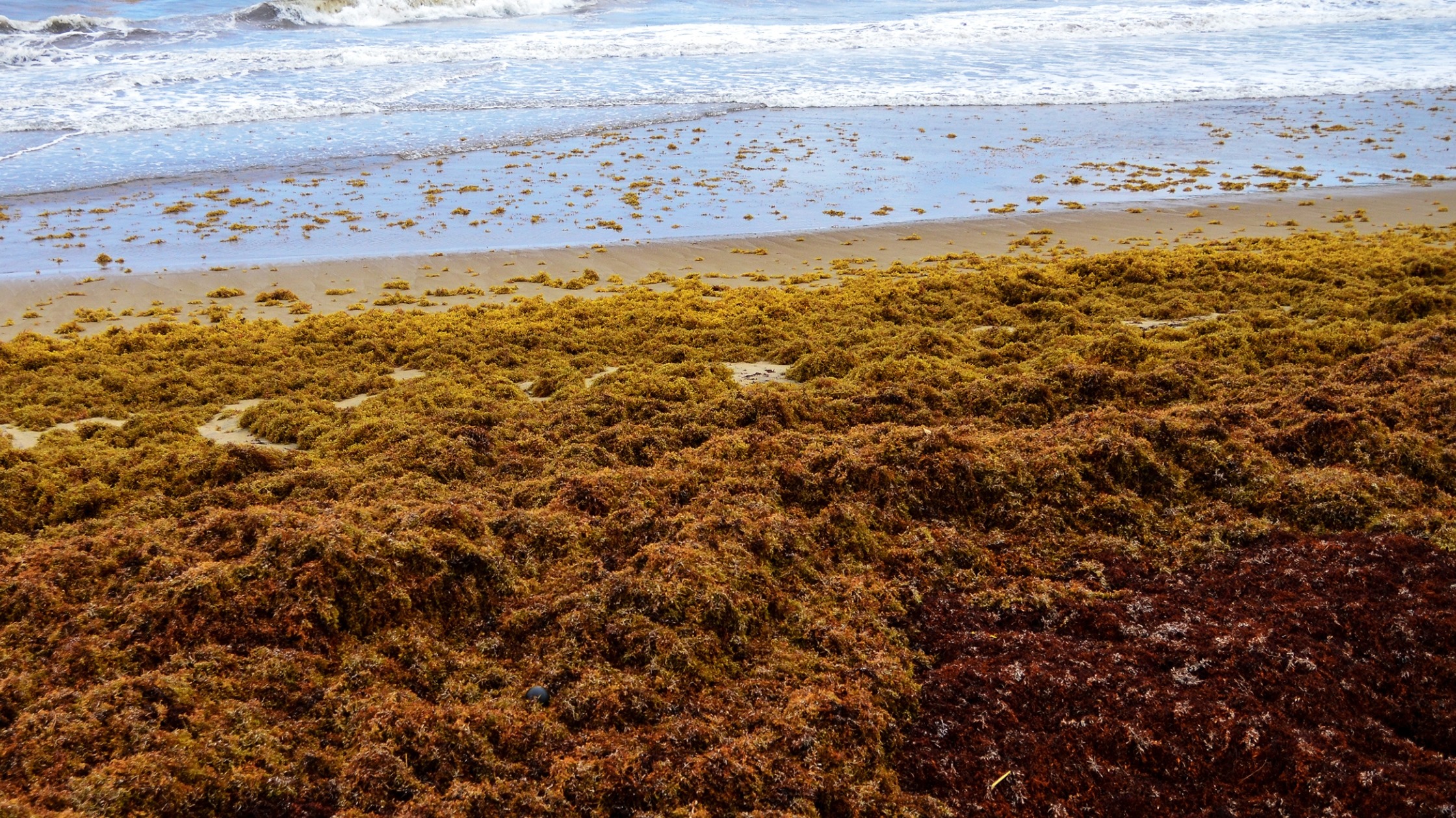 Sargassum on a beach