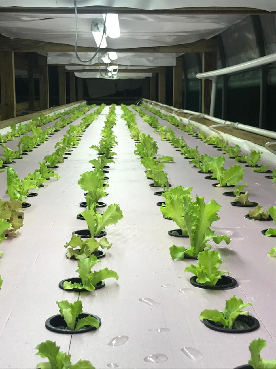 rows of lettuce in aquaponics farm