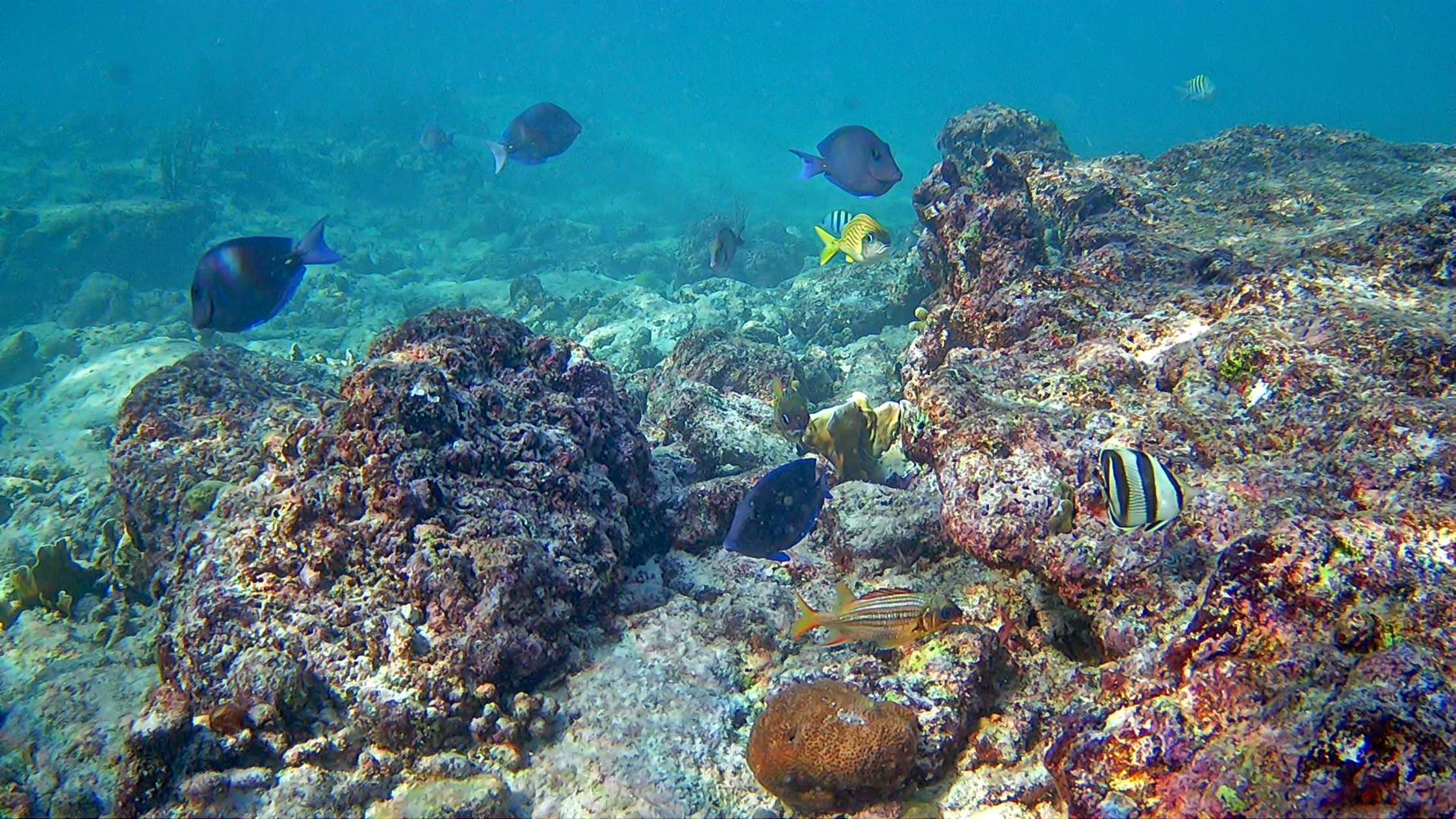 Surgeonfish, grunt and butterfly fish swimming in the reef. ( Photo credit: Bajan Digital Creations)